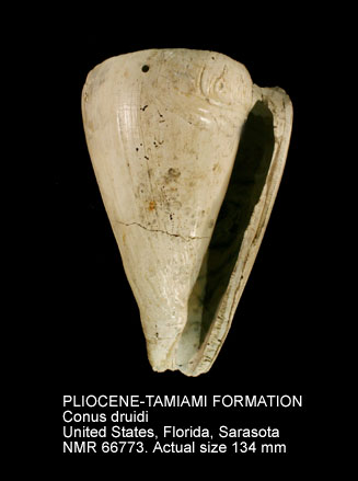 PLIOCENE-TAMIAMI FORMATION Conus druidi.jpg - PLIOCENE-TAMIAMI FORMATION Conus druidi Olsson,1967
